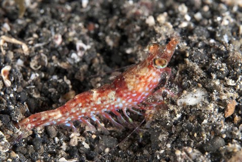 Humpback Prawn