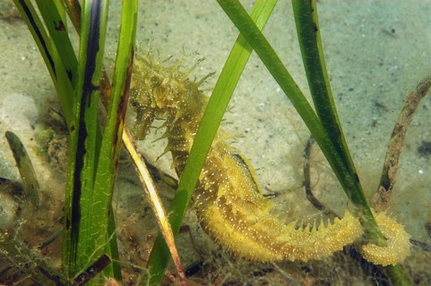 Long-snouted Seahorse