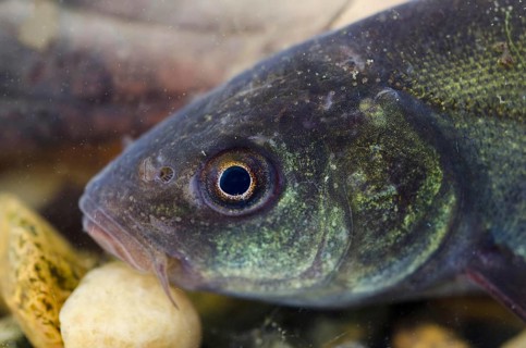 Tench