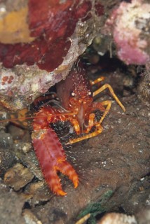 Adult red reef lobster