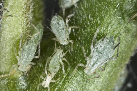 Lupine aphid