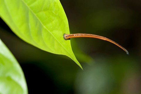 Leech