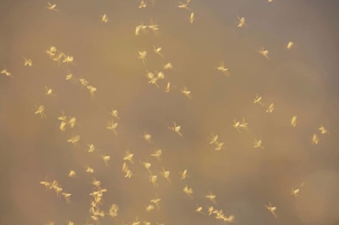 Mayfly