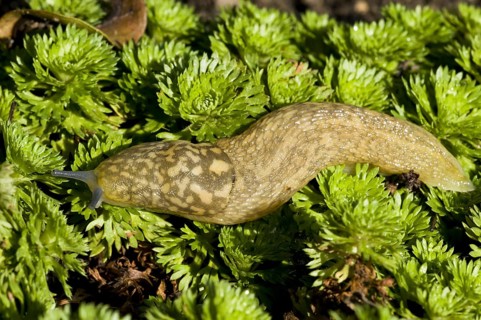Yellow Slug