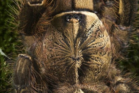 Fringed Ornamental