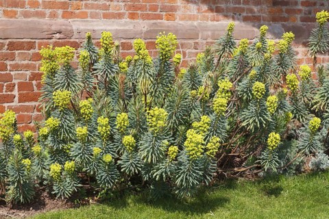 Large mediterranean spurge