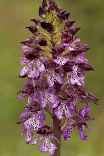 Northern marsh-orchid