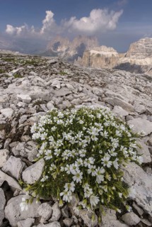 Glacier mouse-ear