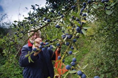 Blackthorn