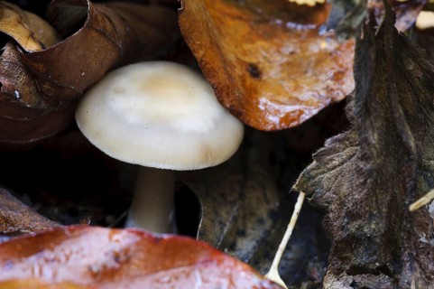 Butter buttery collybia
