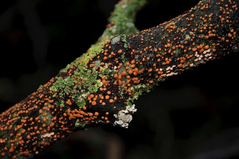 Coral Spot Fungus