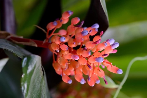 Flower of Aechmea miniata