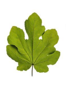 Fig