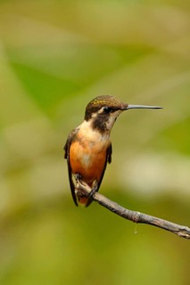 Purple-throated Starthroat