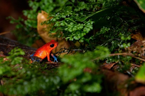 Strawberry Frogs