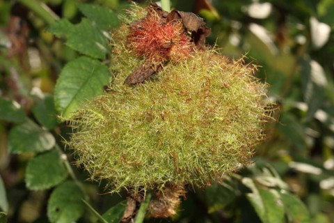 Rose gall wasp