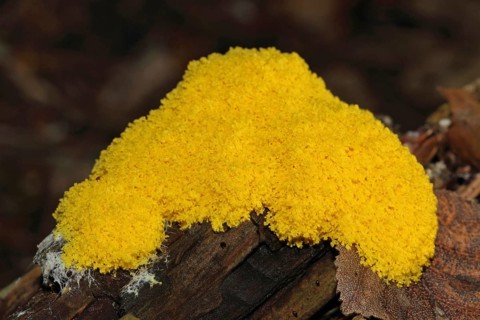 Yellow tan