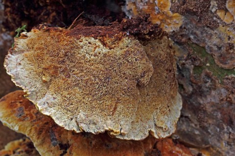 Oak schillerporling
