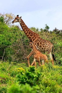 Southern giraffe