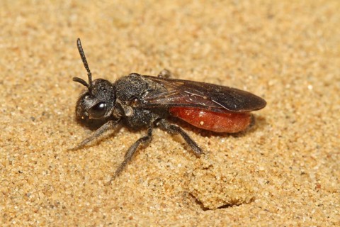 Halictid bee
