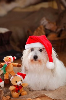 Coton de Tulear
