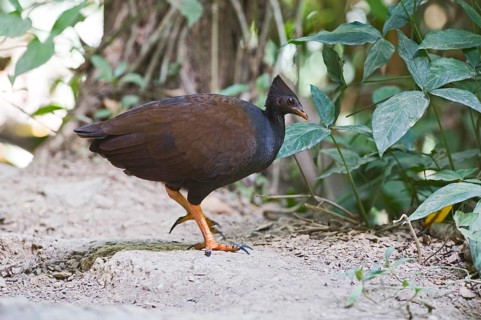 Orange-footed scrubfowl