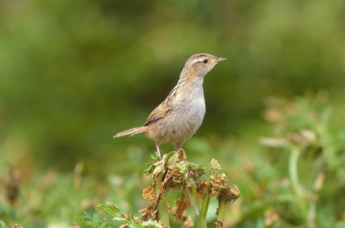 Grass wren
