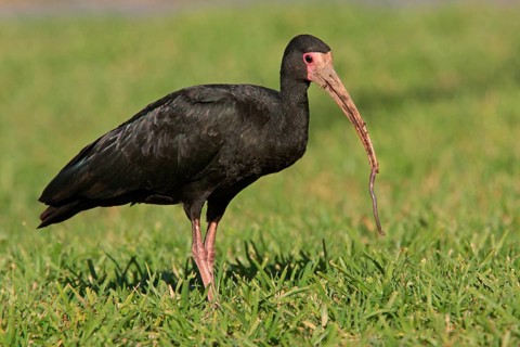 Bare-faced Ibis