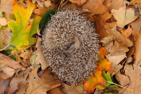 European Hedgehog