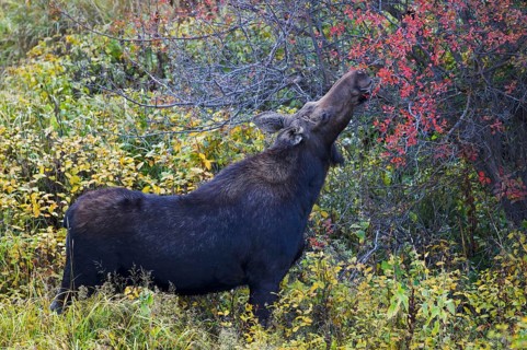 American elk