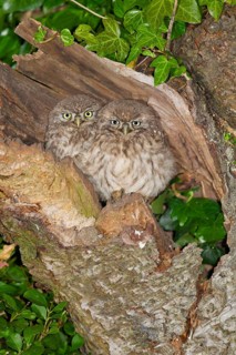 Little Owl