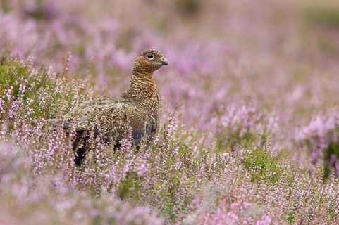 Red Grouse