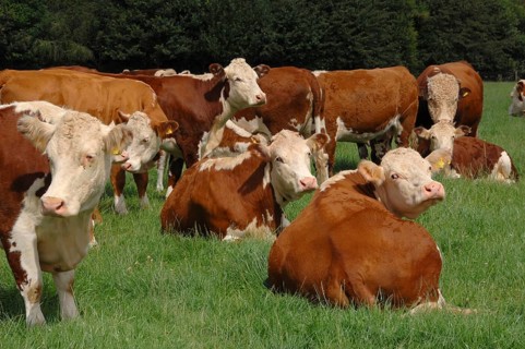 Domestic cattle