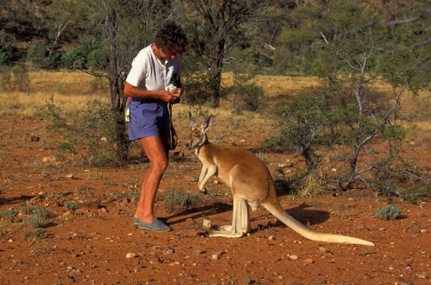 Red kangaroo