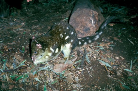Giant marsupial