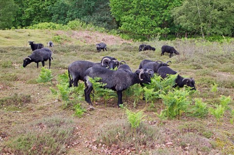 Domestic Sheep