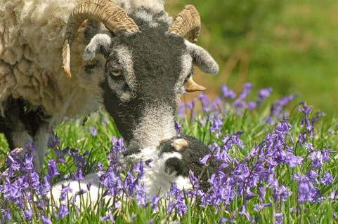 Domestic Sheep