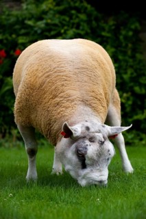 Domestic Sheep