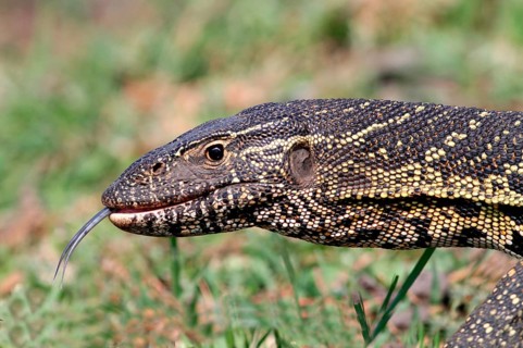 Nile monitor