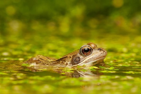 Common Frog