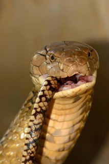 King Cobra