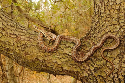 Coluber leopardinensis