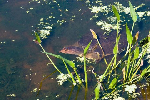 Trionyx ferox