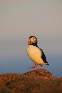 Puffin