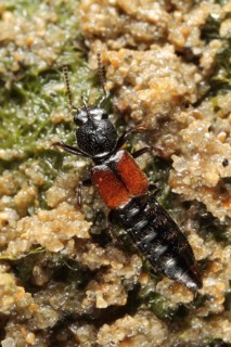 Magnificent Salt Beetle