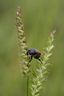 Garden Chafer