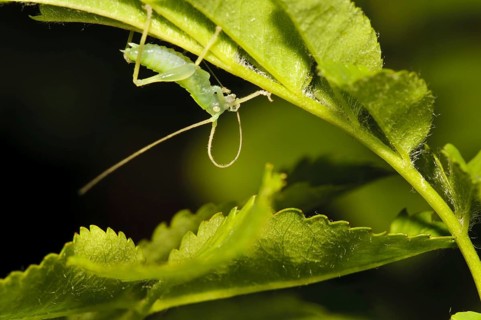 Oak bush-crickets