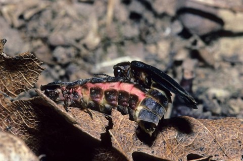 Common Glow-worm