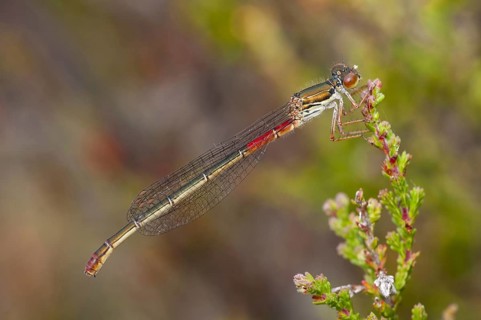 Scarlet damselfly
