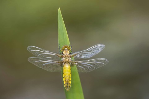 Broad-bodied Chaser